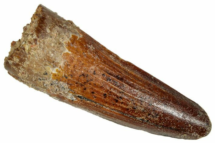 Fossil Spinosaurus Tooth - Real Dinosaur Tooth #327601